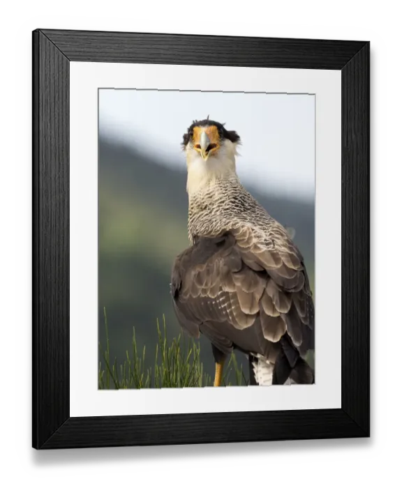 Framed Print : Crested Caracara (Polyborus plancus), put on a rock observing, Pyrenees, France