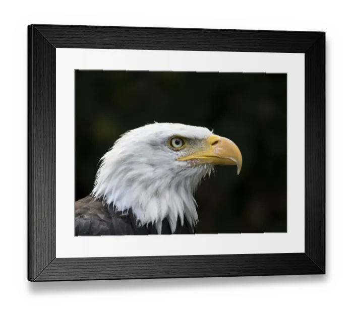 Framed Print : Bald eagle (Haliaeetus leucocephalus) portrait, Pyrenees, France Framed Print : Bald eagle (Haliaeetus leucocephalus) portrait, Pyrenees, France