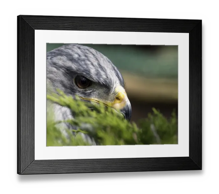 Framed Print : Portrait a Black Chested Buzzard Eagle, camouflaged in Pyrenees, France Framed Print : Portrait a Black Chested Buzzard Eagle, camouflaged in Pyrenees, France