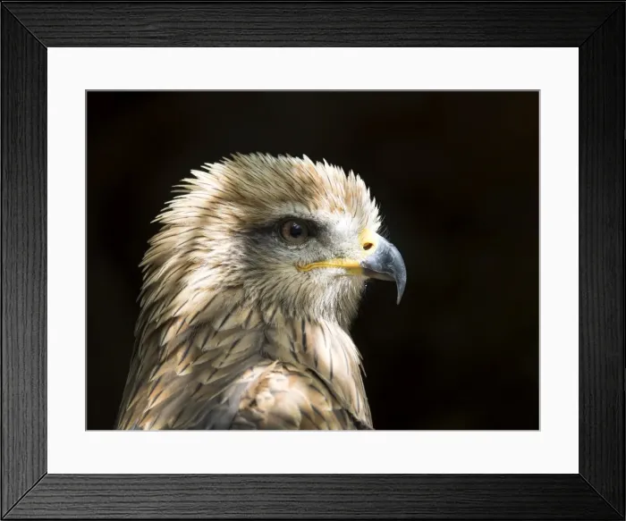Framed Print : Black kite (Milvus migrans), portrait. Pyrenees, France