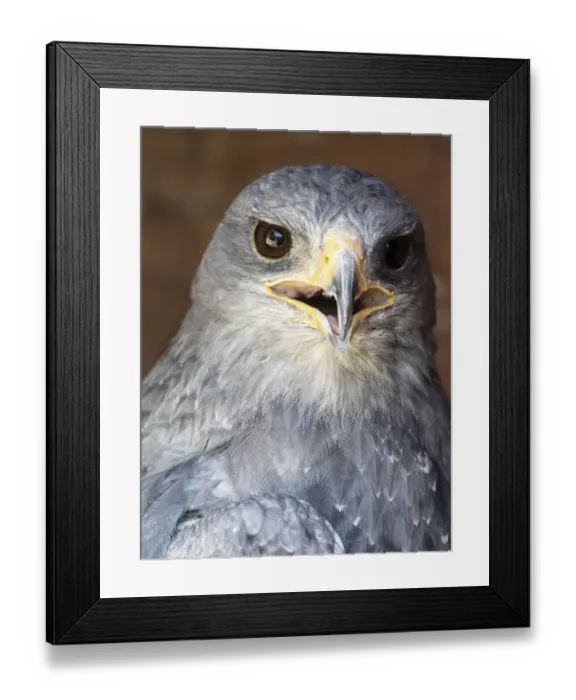 Framed Print : Black Chested Buzzard Eagle (Geranoaetus melanoleucus), Chilean blue eagle, Pyrenees, France Framed Print : Black Chested Buzzard Eagle (Geranoaetus melanoleucus), Chilean blue eagle, Pyrenees, France