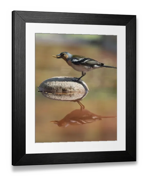 Framed Print : European Chaffinch, male Chaffinch bird species, (Fringilla coelebs ), Spain. On a stone reflected in water