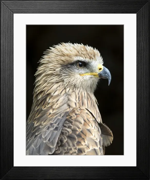 Framed Print : Black kite (Milvus migrans), Pyrenees, France Framed Print : Black kite (Milvus migrans), Pyrenees, France