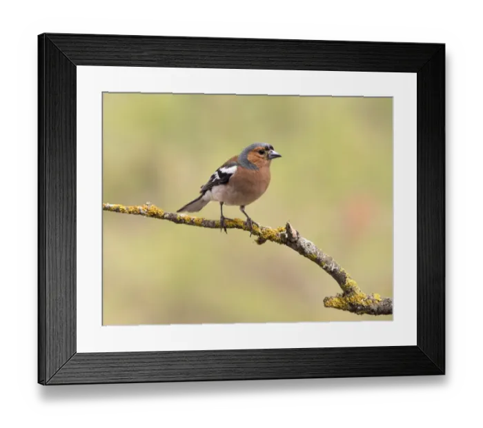 Framed Print : European Chaffinch, male Chaffinch bird species, (Fringilla coelebs ), Spain