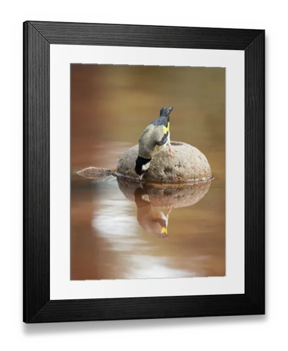 Framed Print : European Goldfinch (Carduelis carduelis), Spain. On a stone reflected in water Framed Print : European Goldfinch (Carduelis carduelis), Spain. On a stone reflected in water