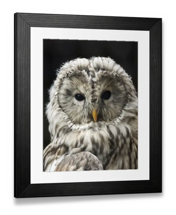 Framed Print : Ural Owl (Strix uralensis), portrait. Pyrenees, France Framed Print : Ural Owl (Strix uralensis), portrait. Pyrenees, France
