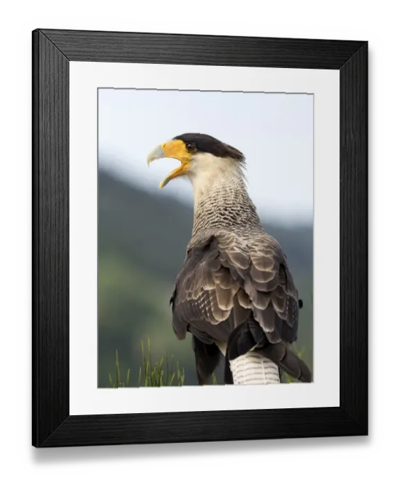 Framed Print : Crested Caracara (Polyborus plancus), Pyrenees, France Framed Print : Crested Caracara (Polyborus plancus), Pyrenees, France