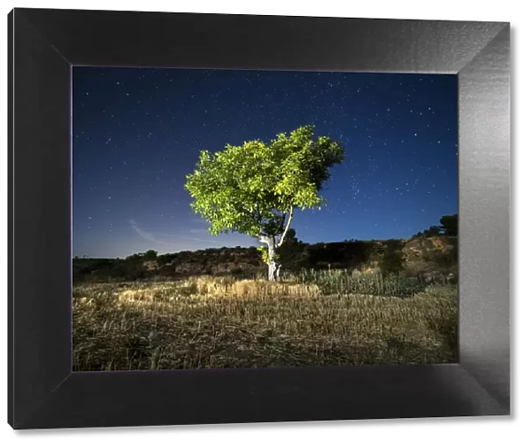 Blue night sky with stars with a tree with green leaves in a field