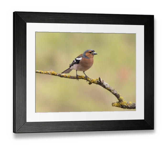 Framed Print : European Chaffinch, male Chaffinch bird species, (Fringilla coelebs ), Spain