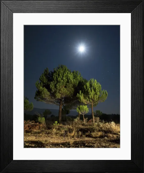 Framed Print : Young pines newly pruned to moonlight