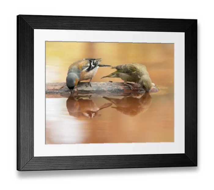 Framed Print : European Chaffinch, male Chaffinch bird species, (Fringilla coelebs ). Red Crossbill (Loxia curvirostra) male, drinking on a stone with its reflection in the water Framed Print : European Chaffinch, male Chaffinch bird species, (Fringilla coelebs ). Red Crossbill (Loxia curvirostra) male, drinking on a stone with its reflection in the water