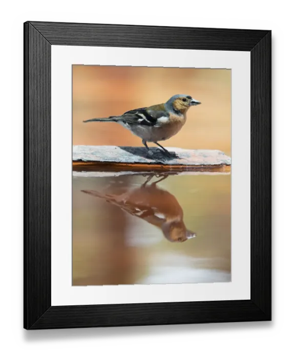 Framed Print : European Chaffinch, male Chaffinch bird species, (Fringilla coelebs ), Spain. On a stone reflected in water