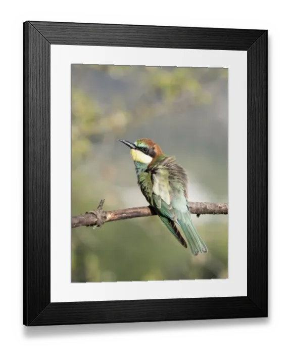 Framed Print : European Bee-eater (Merops apiaster) pair on branch. Spain Framed Print : European Bee-eater (Merops apiaster) pair on branch. Spain