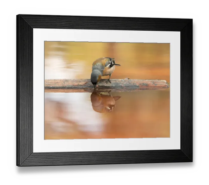 Framed Print : European Chaffinch, male Chaffinch bird species, (Fringilla coelebs ), Spain. On a stone reflected in water Framed Print : European Chaffinch, male Chaffinch bird species, (Fringilla coelebs ), Spain. On a stone reflected in water