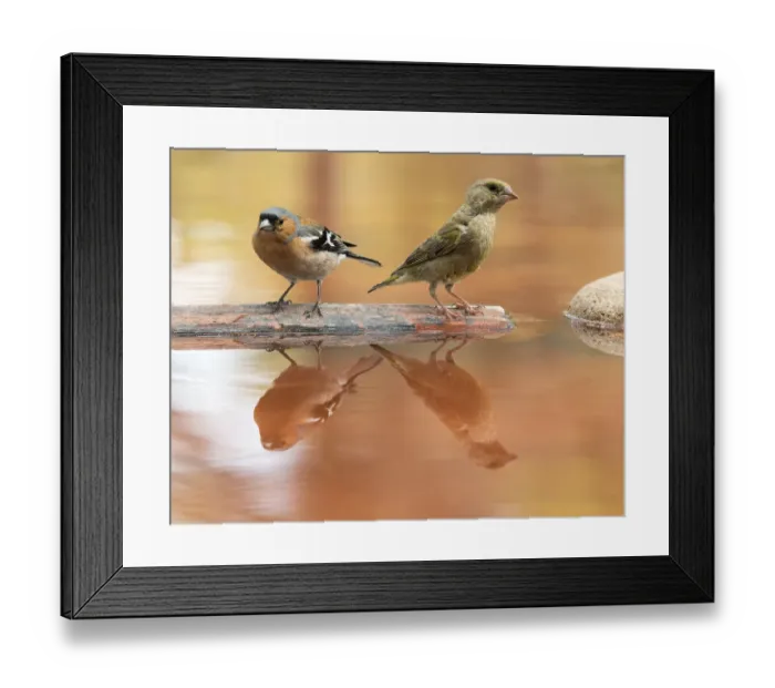 Framed Print : European Chaffinch male, bird species, (Fringilla coelebs ). European Greenfinch (Chloris chloris), famale, on a stone reflected in water Framed Print : European Chaffinch male, bird species, (Fringilla coelebs ). European Greenfinch (Chloris chloris), famale, on a stone reflected in water