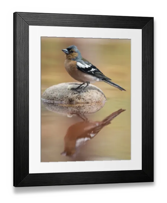 Framed Print : European Chaffinch, male Chaffinch bird species, (Fringilla coelebs ), Spain. On a stone reflected in water Framed Print : European Chaffinch, male Chaffinch bird species, (Fringilla coelebs ), Spain. On a stone reflected in water