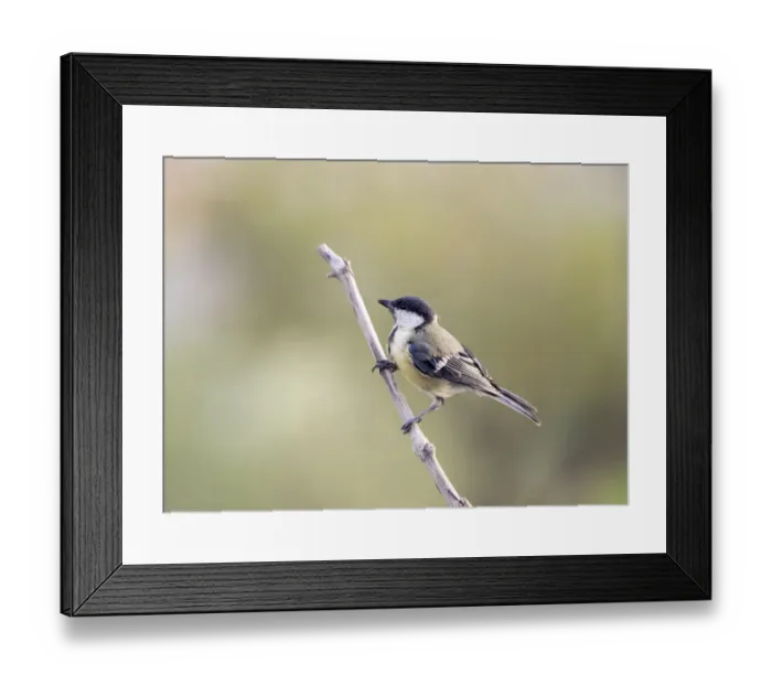Framed Print : Great Tit (Parus major), Species (Paridae). Spain, Europe Framed Print : Great Tit (Parus major), Species (Paridae). Spain, Europe