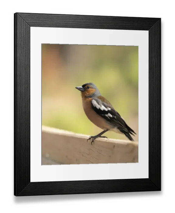 Framed Print : European Chaffinch, male Chaffinch bird species, (Fringilla coelebs ), Spain. On a stone reflected in water