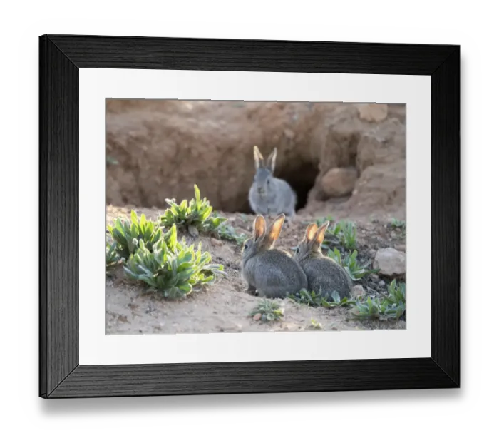 Framed Print : Group of little rabbits playing near his den and watched her mother port ( Species Oryctolagus cuniculus. ) Framed Print : Group of little rabbits playing near his den and watched her mother port ( Species Oryctolagus cuniculus. )