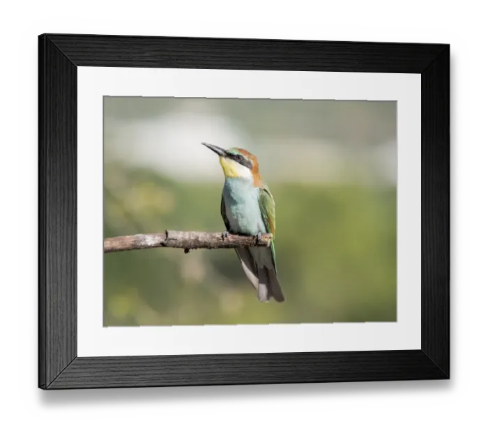 Framed Print : European Bee-eater (Merops apiaster) pair on branch. Spain Framed Print : European Bee-eater (Merops apiaster) pair on branch. Spain