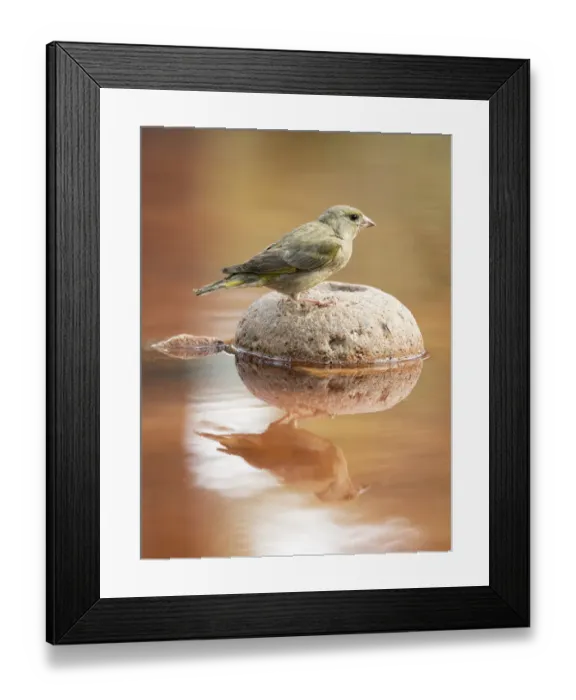 Framed Print : Juvenile European Greenfinch (Chloris chloris), Spain. On a stone reflected in water Framed Print : Juvenile European Greenfinch (Chloris chloris), Spain. On a stone reflected in water