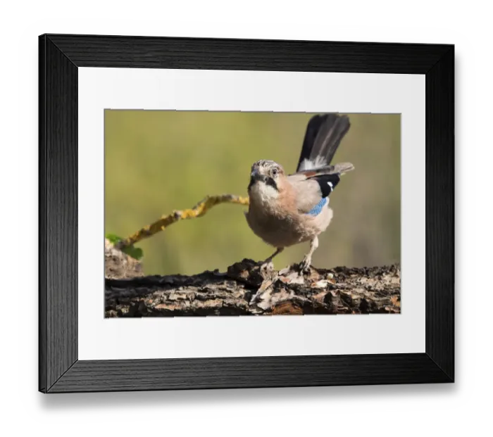 Framed Print : Eurasian Jay (Garrulus glandarius), put on a rock eating. Spain Framed Print : Eurasian Jay (Garrulus glandarius), put on a rock eating. Spain