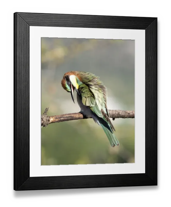 Framed Print : European Bee-eater (Merops apiaster). Bird taking off parasites on a branch with its beak. Spain Framed Print : European Bee-eater (Merops apiaster). Bird taking off parasites on a branch with its beak. Spain