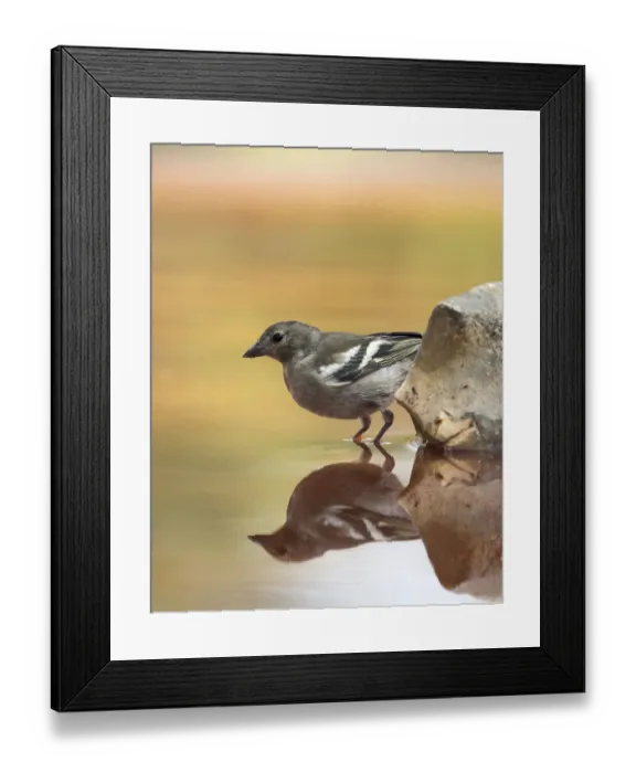Framed Print : European Chaffinch, male Chaffinch bird species, (Fringilla coelebs ), Spain. On a stone reflected in water