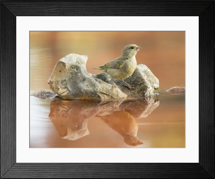 Framed Print : European greenfinch juvenile, ( Chloris chloris), It is a bird paseriforme belonging to the family of the fringAilidos. Drinking water in a pond Framed Print : European greenfinch juvenile, ( Chloris chloris), It is a bird paseriforme belonging to the family of the fringAilidos. Drinking water in a pond
