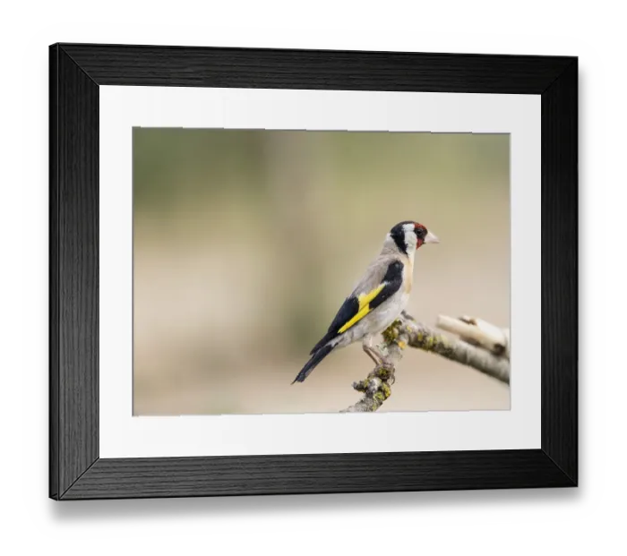 Framed Print : European Goldfinch (Carduelis carduelis), Spain Framed Print : European Goldfinch (Carduelis carduelis), Spain