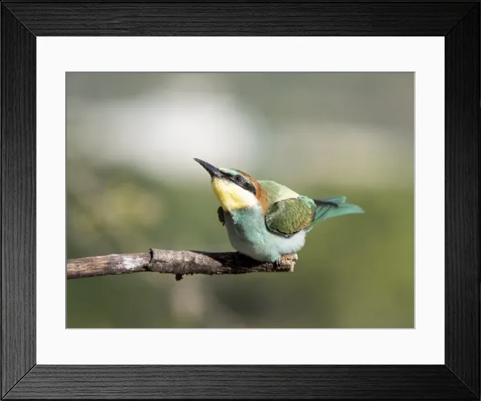 Framed Print : European Bee-eater (Merops apiaster) pair on branch. Spain Framed Print : European Bee-eater (Merops apiaster) pair on branch. Spain