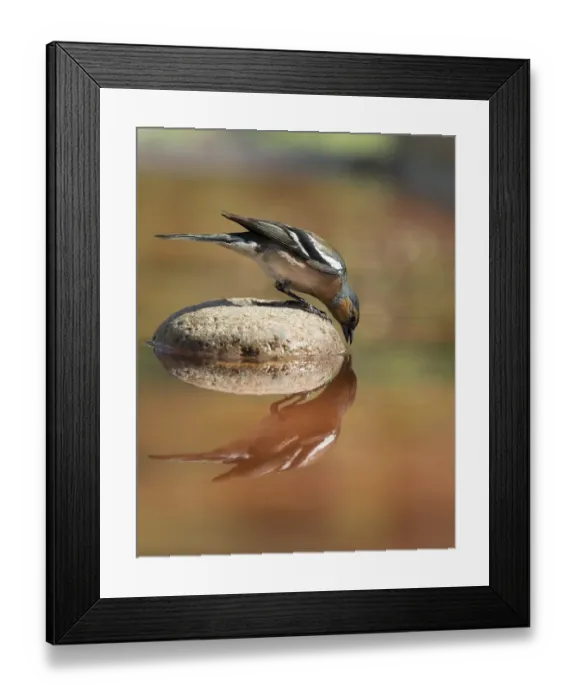 Framed Print : European Chaffinch, male Chaffinch bird species, (Fringilla coelebs ), Spain. On a stone reflected in water Framed Print : European Chaffinch, male Chaffinch bird species, (Fringilla coelebs ), Spain. On a stone reflected in water