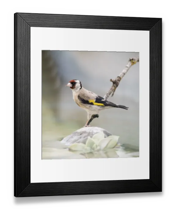 Framed Print : European Goldfinch (Carduelis carduelis), Spain. On a stone reflected in water Framed Print : European Goldfinch (Carduelis carduelis), Spain. On a stone reflected in water