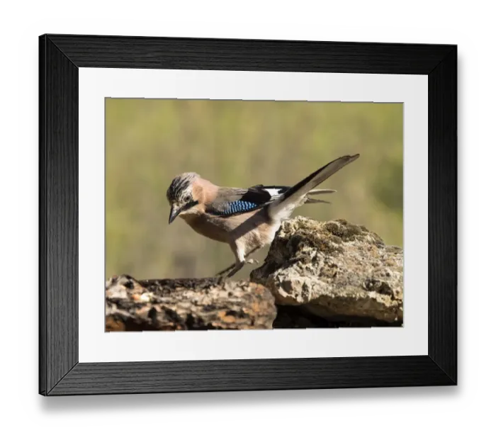 Framed Print : Eurasian Jay (Garrulus glandarius), put on a rock eating. Spain Framed Print : Eurasian Jay (Garrulus glandarius), put on a rock eating. Spain