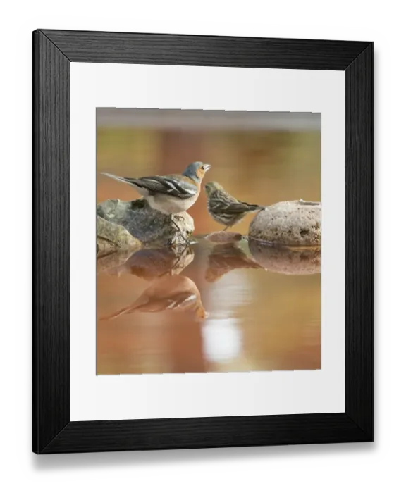 Framed Print : European Chaffinch, male Chaffinch bird species, (Fringilla coelebs ). European Greenfinch (Chloris chloris), famale, on a stone reflected in water