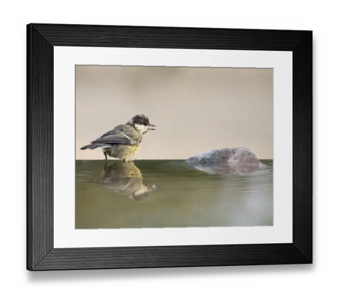 Framed Print : Great Tit (Parus major), Species (Paridae), Spain. I drinking on a rock with his body reflected in water Framed Print : Great Tit (Parus major), Species (Paridae), Spain. I drinking on a rock with his body reflected in water