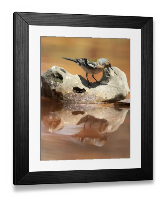 Framed Print : European Chaffinch, male Chaffinch bird species, (Fringilla coelebs ), Spain. On a stone reflected in water Framed Print : European Chaffinch, male Chaffinch bird species, (Fringilla coelebs ), Spain. On a stone reflected in water