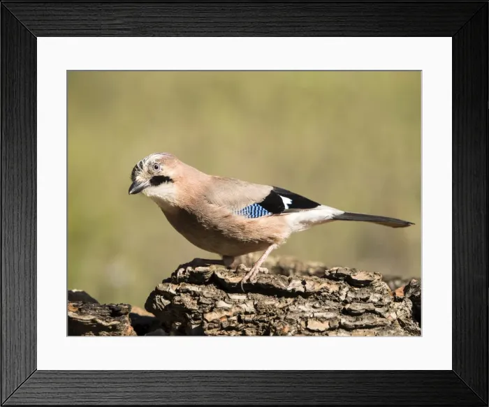 Framed Print : Eurasian Jay (Garrulus glandarius), put on a rock eating. Spain Framed Print : Eurasian Jay (Garrulus glandarius), put on a rock eating. Spain