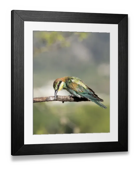 Framed Print : European Bee-eater (Merops apiaster) on a branch rubbing peak. Spain Framed Print : European Bee-eater (Merops apiaster) on a branch rubbing peak. Spain