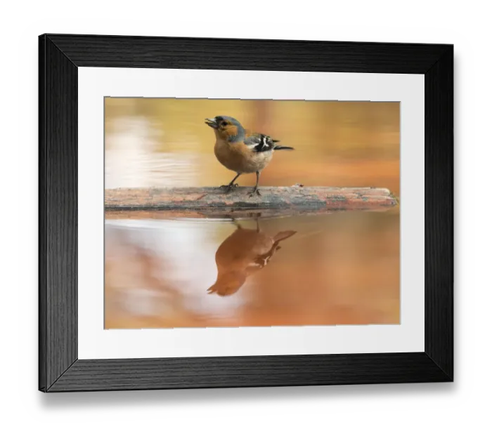 Framed Print : European Chaffinch, male Chaffinch bird species, (Fringilla coelebs ), Spain. On a stone reflected in water