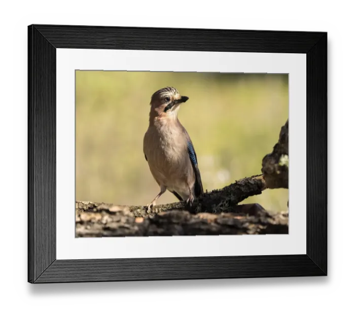 Framed Print : Eurasian Jay (Garrulus glandarius), put on a trunk. Spain Framed Print : Eurasian Jay (Garrulus glandarius), put on a trunk. Spain