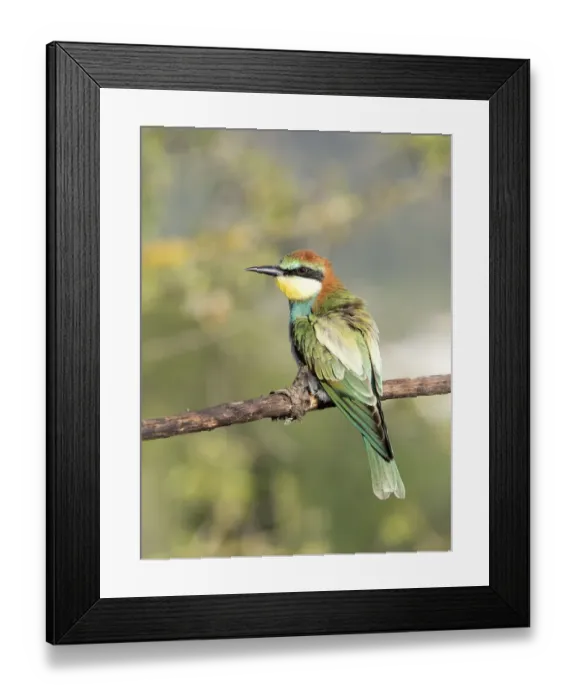 Framed Print : European Bee-eater (Merops apiaster) pair on branch. Spain Framed Print : European Bee-eater (Merops apiaster) pair on branch. Spain