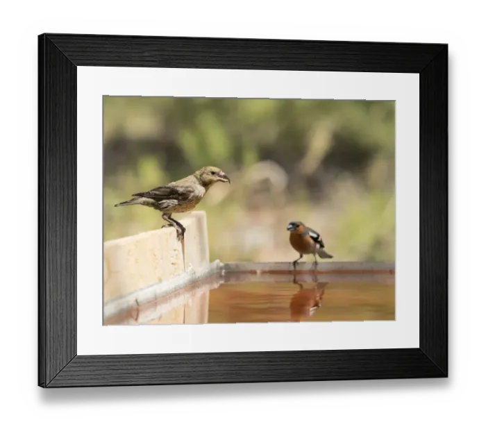 Framed Print : Red Crossbill (Loxia curvirostra) female. Male Chaffinch bird species, (Fringilla coelebs ). Sapin Framed Print : Red Crossbill (Loxia curvirostra) female. Male Chaffinch bird species, (Fringilla coelebs ). Sapin