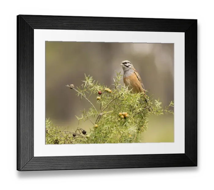 Framed Print : Rock Bunting (Emberiza cia) male, , Spain Framed Print : Rock Bunting (Emberiza cia) male, , Spain