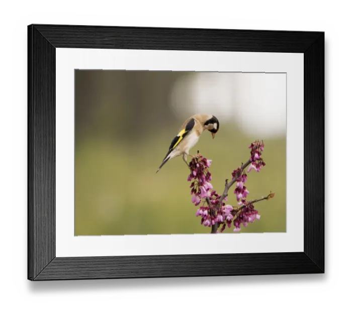 Framed Print : European Goldfinch (Carduelis carduelis), Spain. Put on a branch with floresen spring Framed Print : European Goldfinch (Carduelis carduelis), Spain. Put on a branch with floresen spring