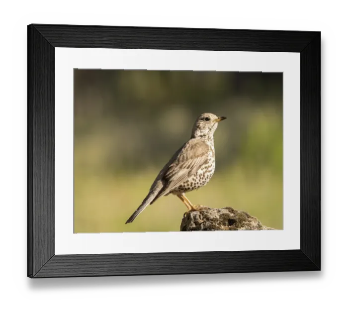 Framed Print : Mistle Thrush (Turdus viscivorus) put on a rock. Spain, Europe Framed Print : Mistle Thrush (Turdus viscivorus) put on a rock. Spain, Europe