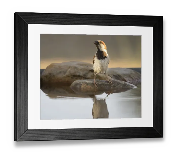 Framed Print : House Sparrow (Passer domesticus), Spain. On a stone reflected in water
