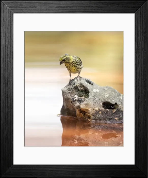 Framed Print : European Greenfinch (Chloris chloris), famale bird of the Passeriformes and of the family Fringillidae, Spain Framed Print : European Greenfinch (Chloris chloris), famale bird of the Passeriformes and of the family Fringillidae, Spain