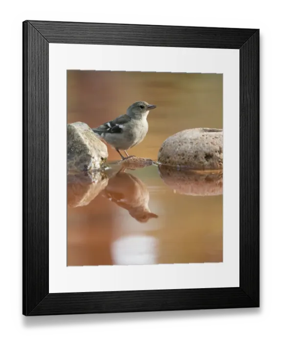 Framed Print : Male Chaffinch bird species, (Fringilla coelebs ), of the family Passeriformes Framed Print : Male Chaffinch bird species, (Fringilla coelebs ), of the family Passeriformes