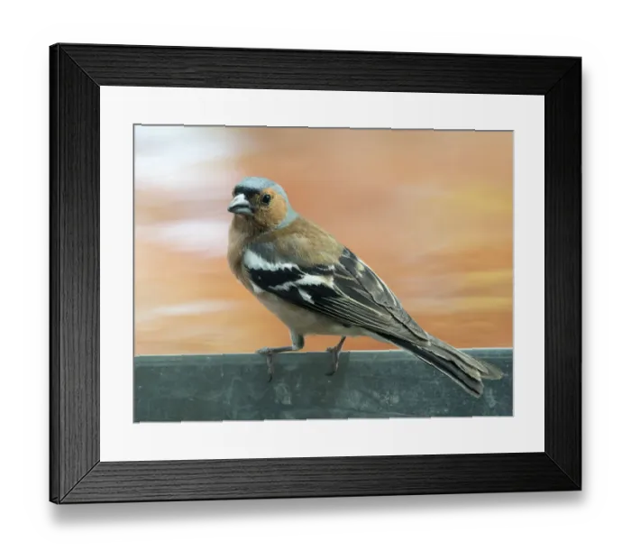 Framed Print : Male Chaffinch bird species, (Fringilla coelebs ), of the family Passeriformes Framed Print : Male Chaffinch bird species, (Fringilla coelebs ), of the family Passeriformes